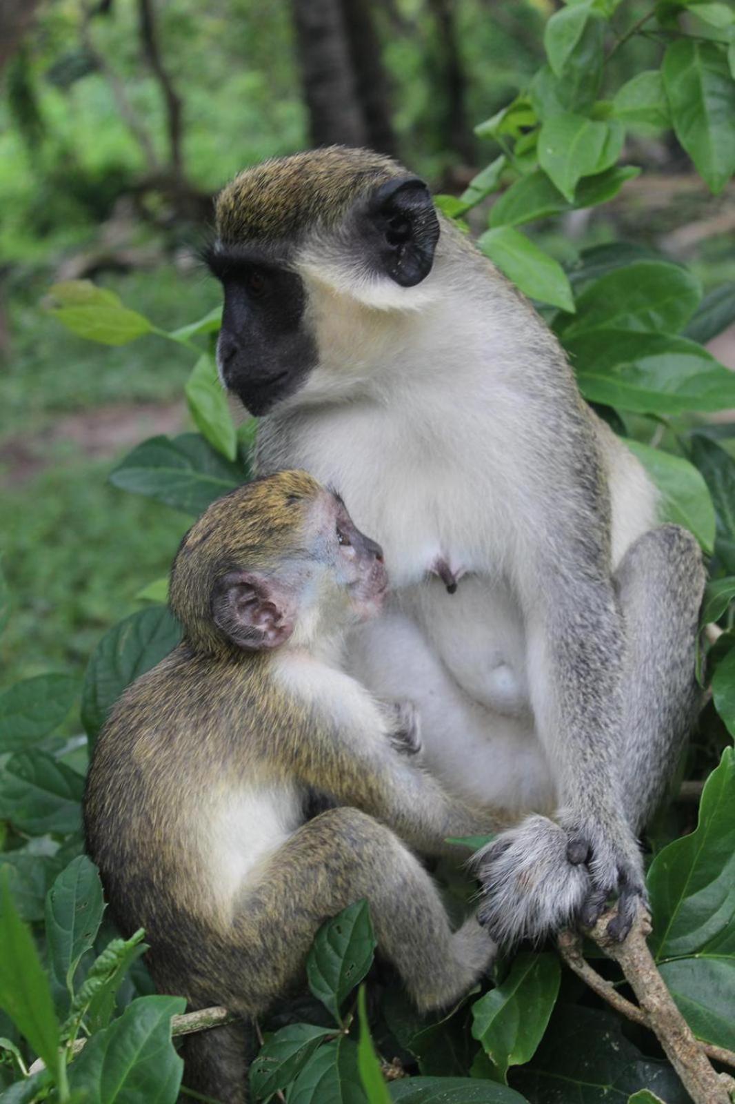 Pombo Kunda Villa Sanyang Ngoại thất bức ảnh